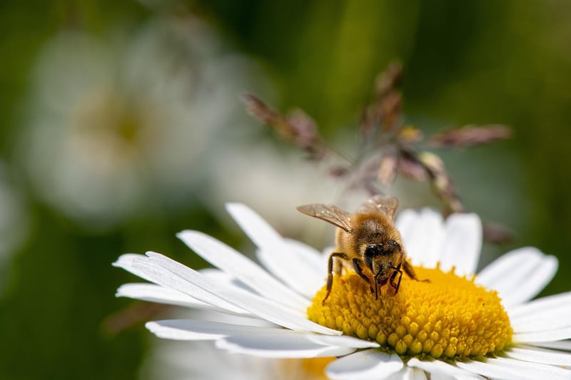 Complementary Species
