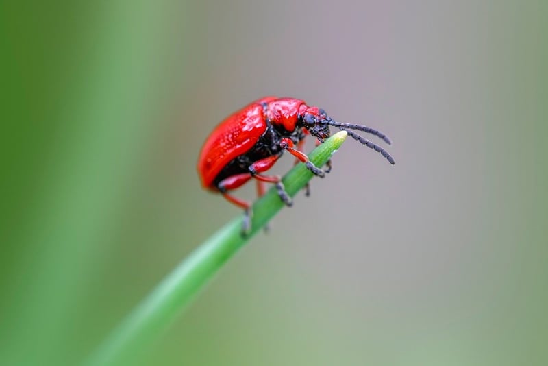 Pest Repellent Plants