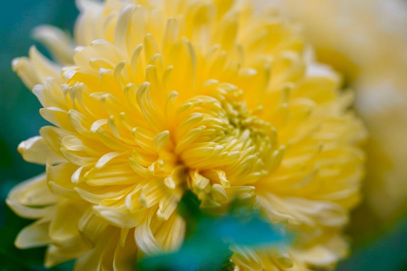 Chrysanthemum