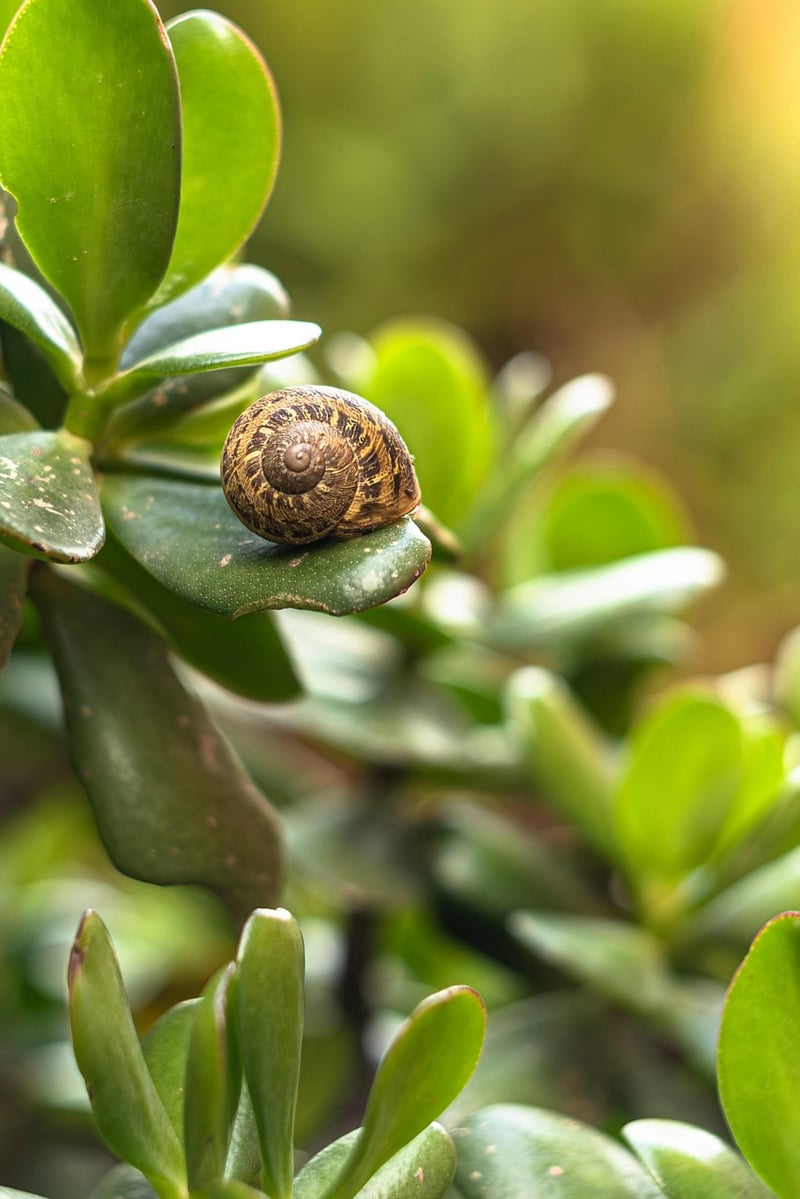 Nurturing plants
