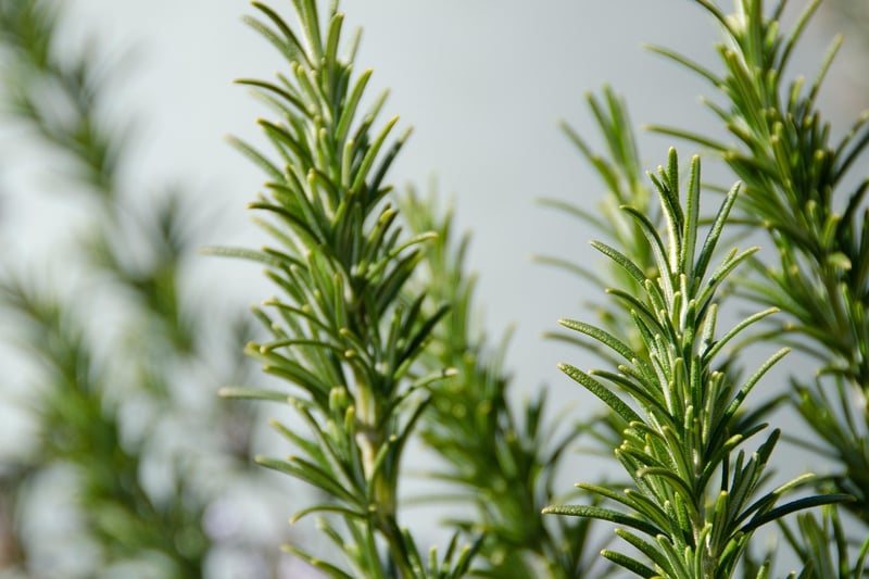 Rosemary